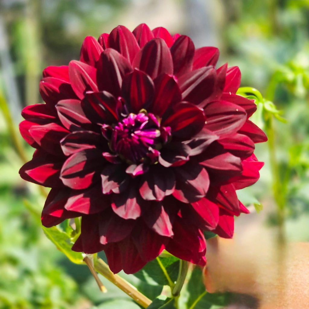 'HH Black Beauty'