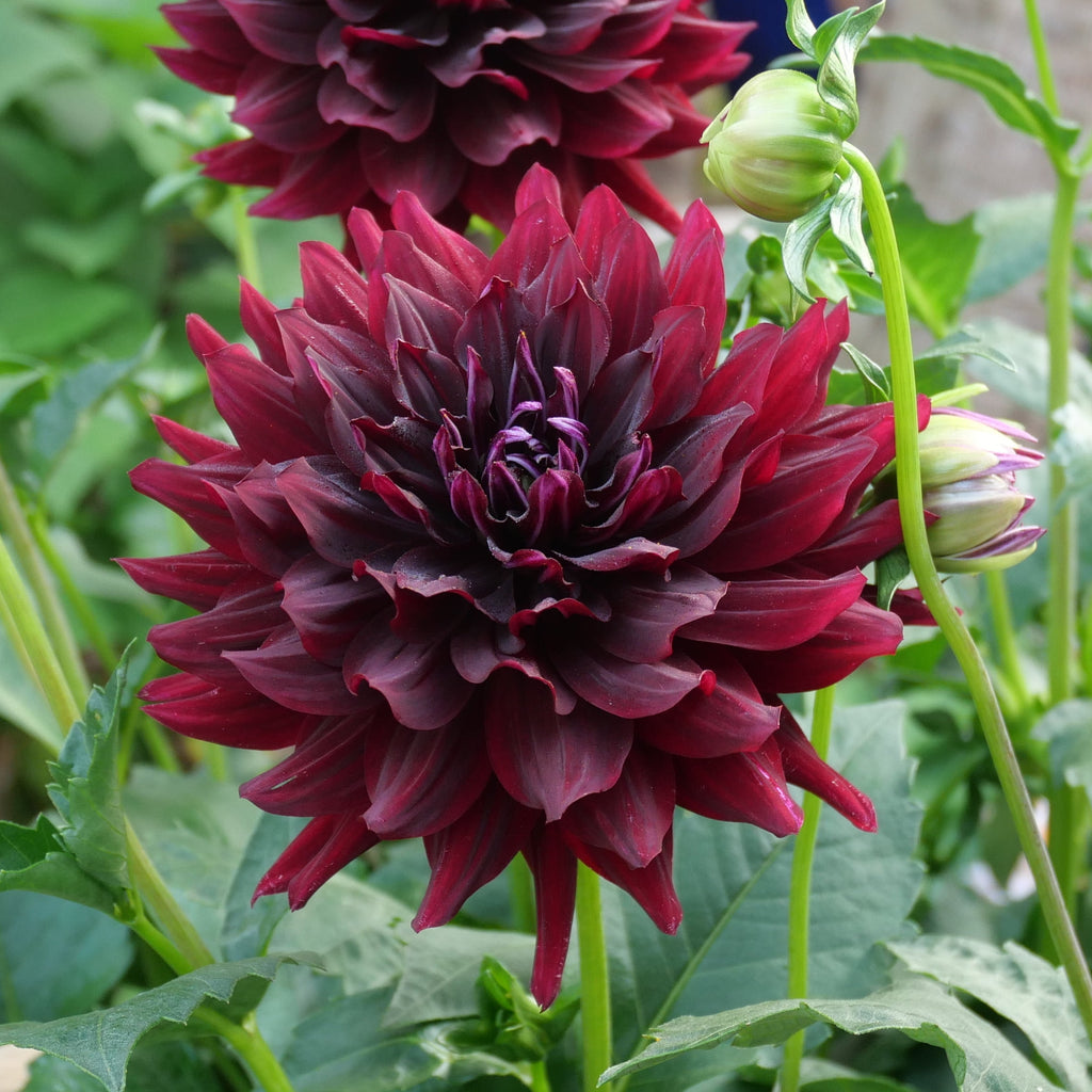 'HH Black Beauty'