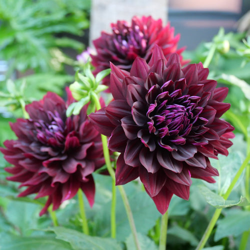 'HH Black Beauty'