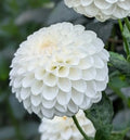 'Ferncliff Pearl'
