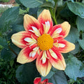 'NTAC Solar Flare'