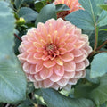 'Nicholas'