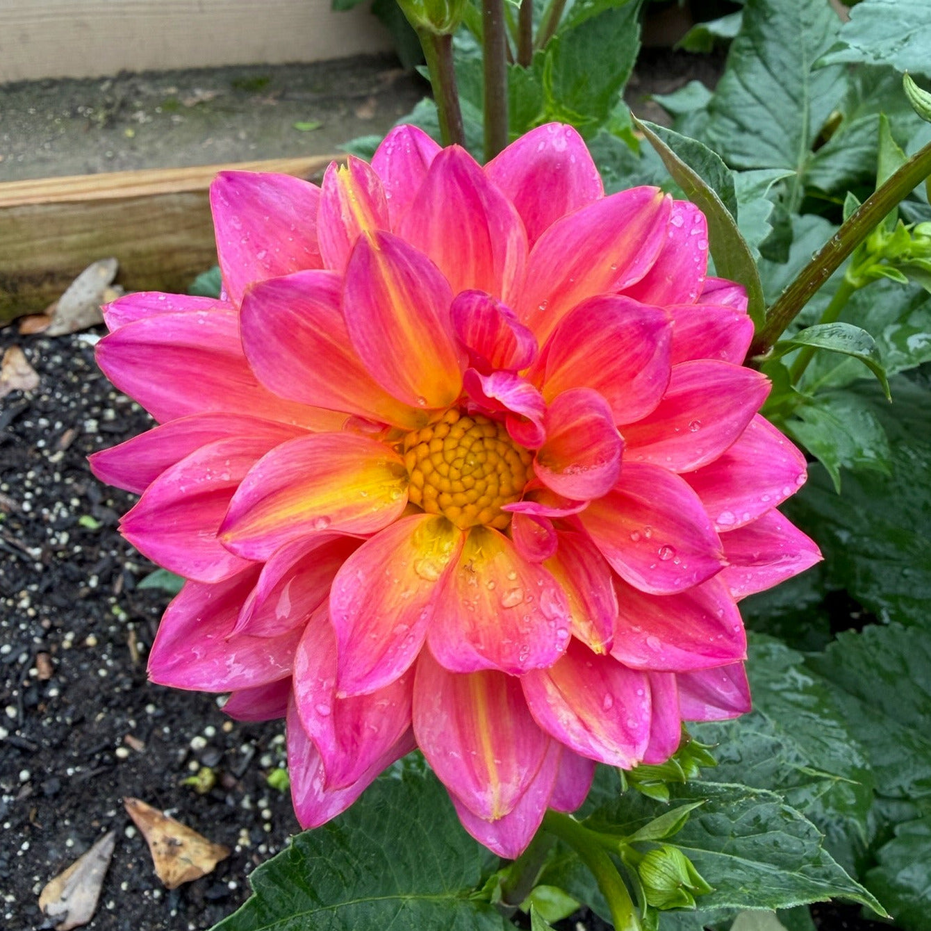 'Haven Elizabeth' (B4)