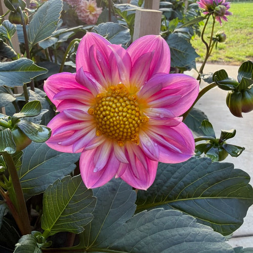 'Bloomquist Arise'