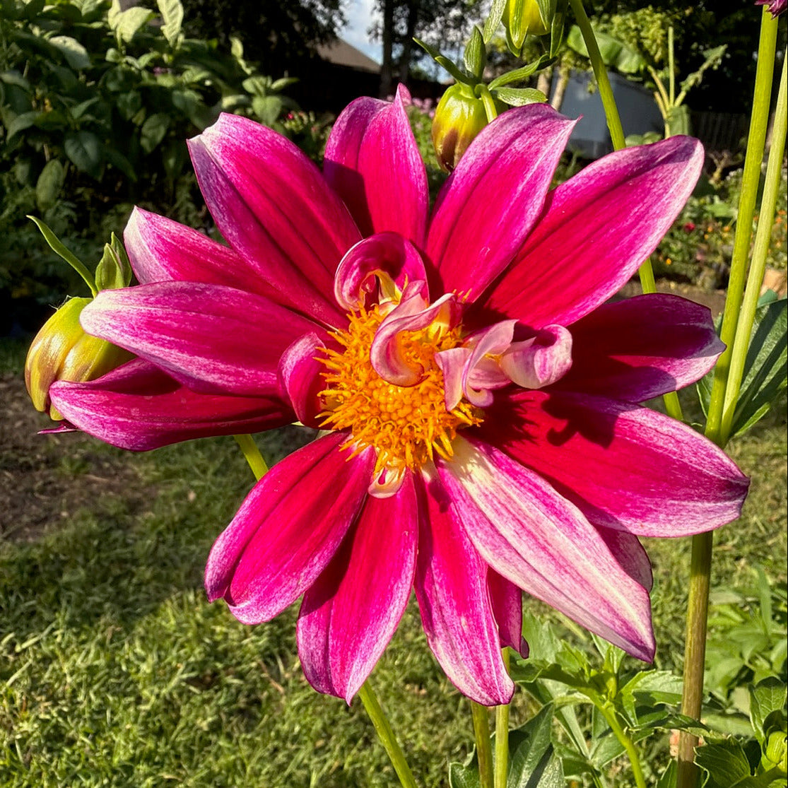 'Bright Star'