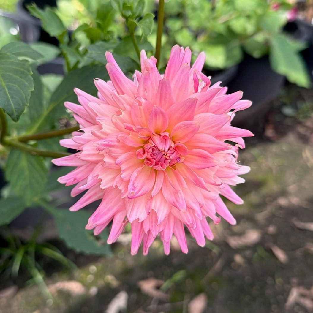 'Bristol Karma'