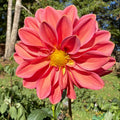 'Coral Muzik'