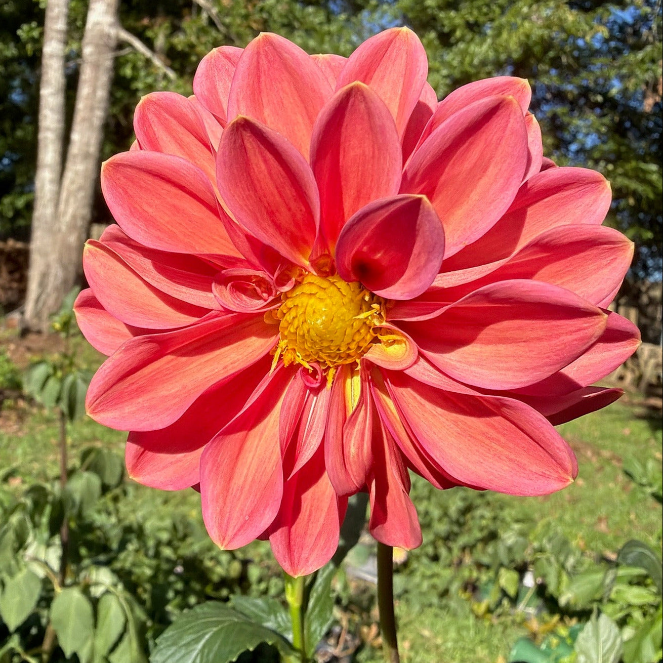 'Coral Muzik'