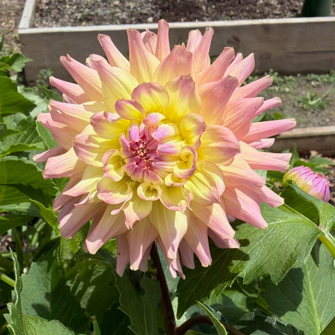 'Ferncliff Cameo'