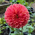 'Margie Day'
