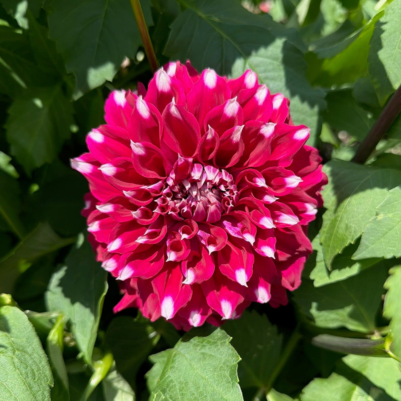 'Mary Ann'