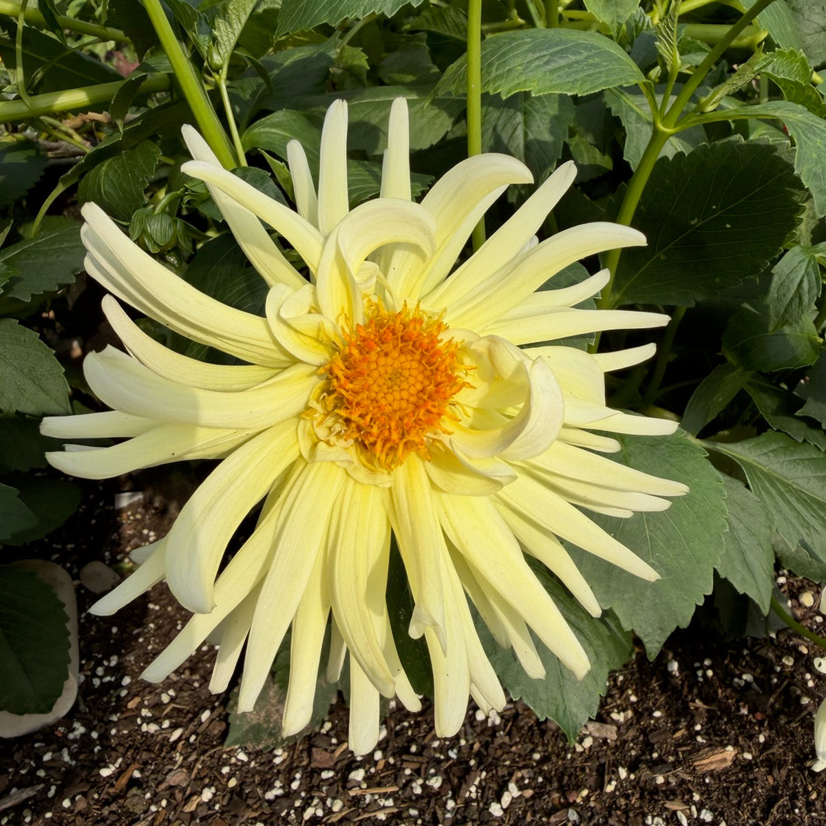 'My Little Sunshine'